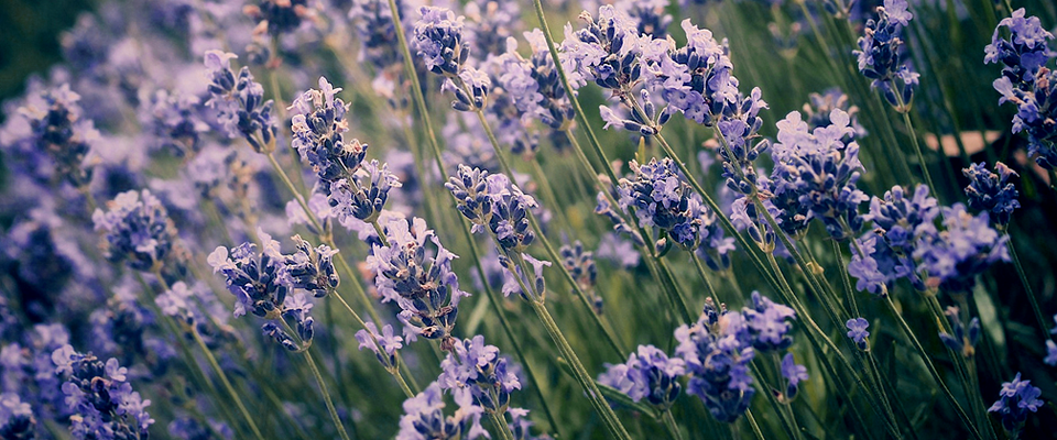 无病毒无后门的电话轰在线轰炸免费软件